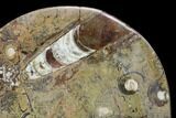 Fossil Orthoceras & Goniatite Oval Plate - Stoneware #140224-1